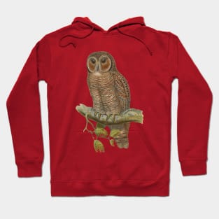 Lonely Owl Realistic Drawing Hoodie